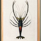 Affiche sur la crevette d'ornement, d’après une gravure ancienne de 1849.