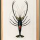 Affiche sur la crevette d'ornement, d’après une gravure ancienne de 1849.