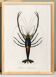 Poster about the ornamental shrimp, based on an old engraving from 1849.