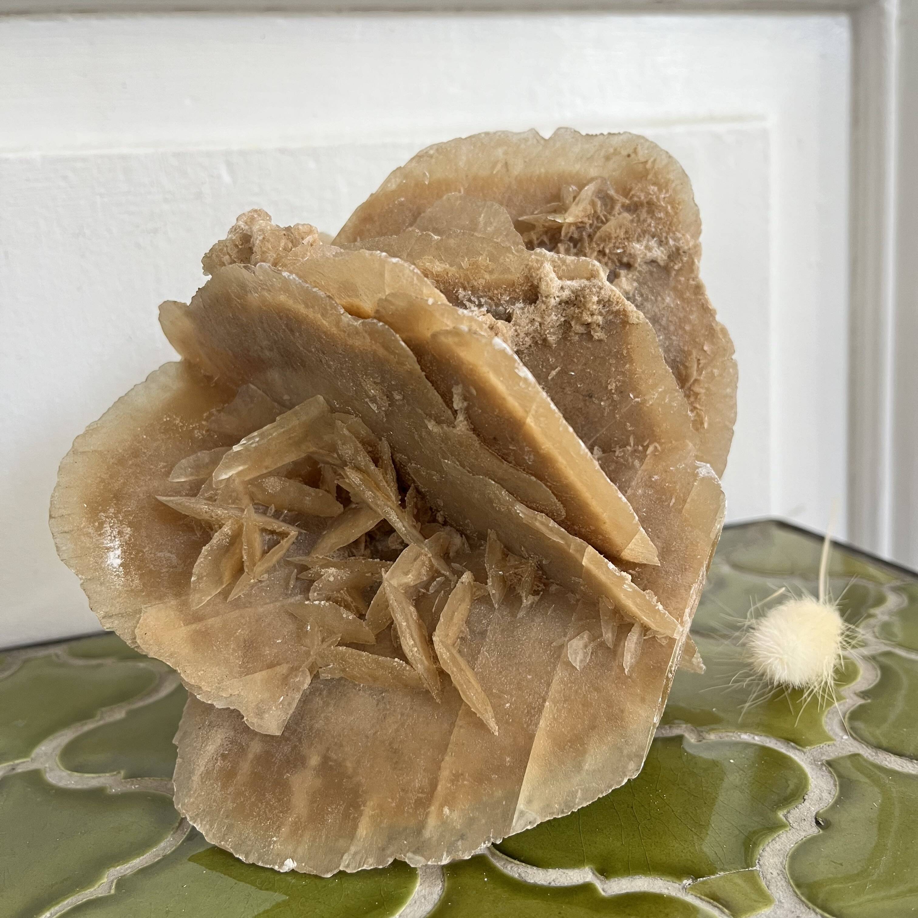 Large size sand rose