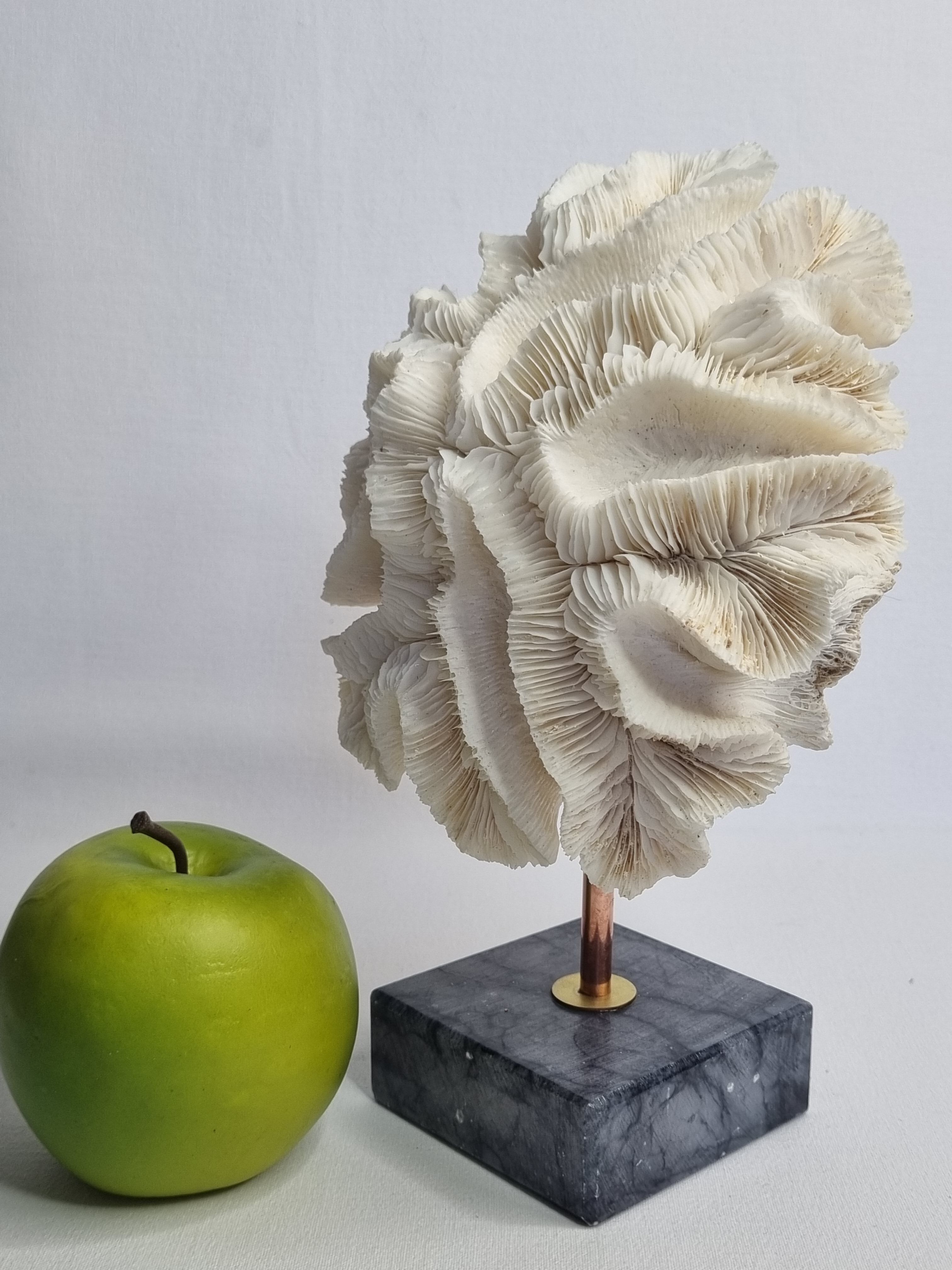 Old white coral "méandrine" on marble base, 25 cm