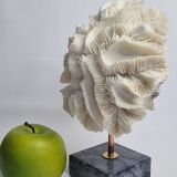 Old white coral "méandrine" on marble base, 25 cm