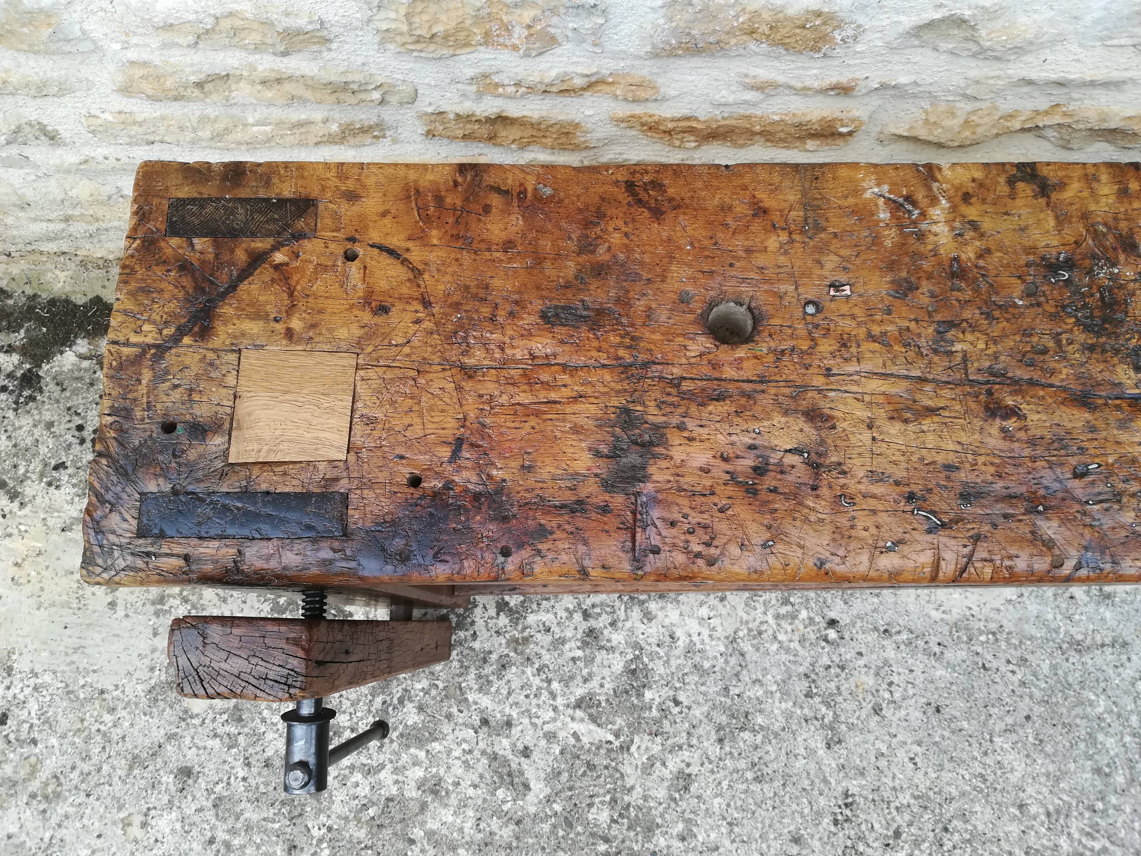 Established in elm and oak