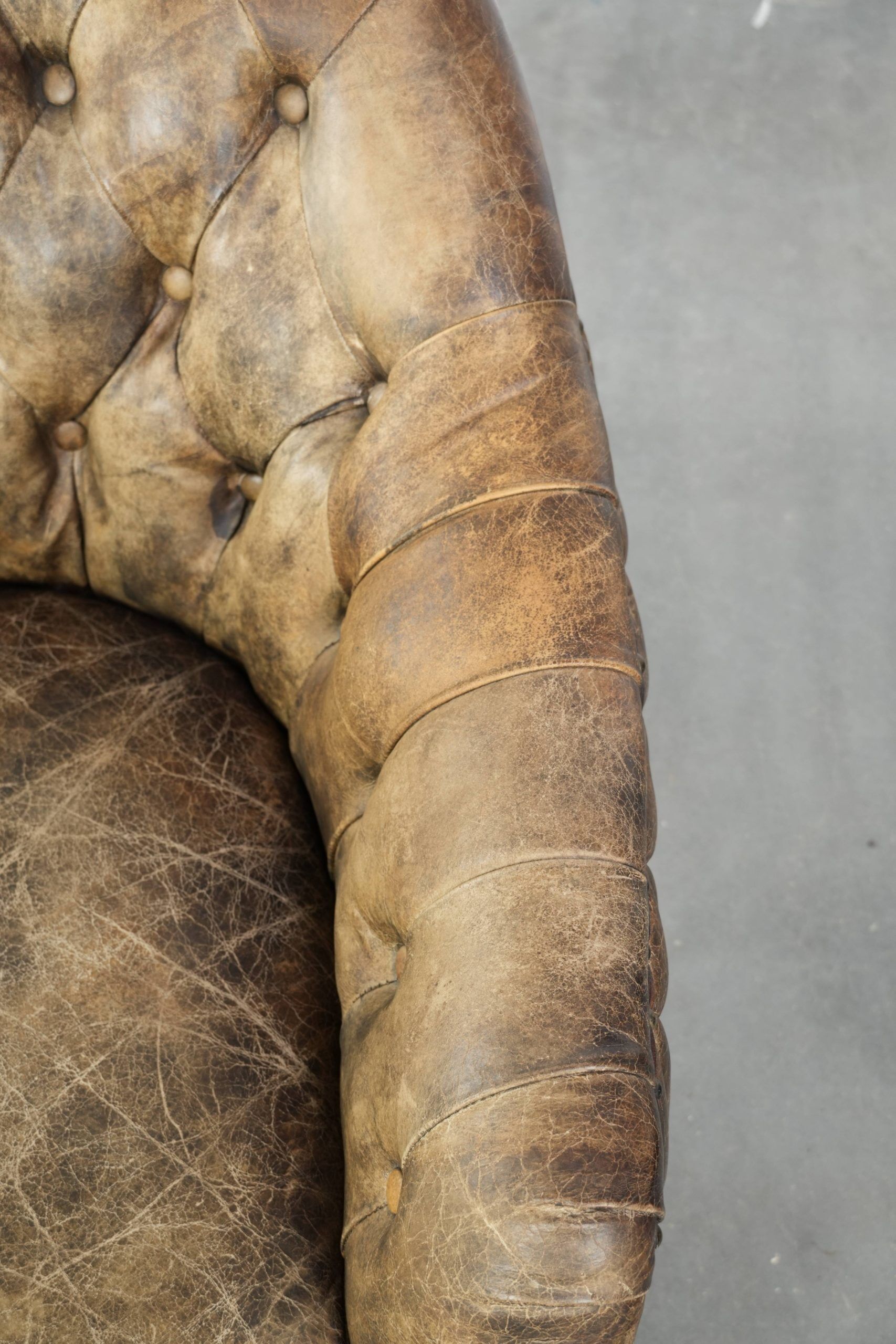 Unique cowhide Chesterfield club armchair with beautiful colour combination