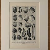 Illustrated plate on shells (marine molluscs) – 1950