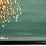 Affiche Botanique années 60