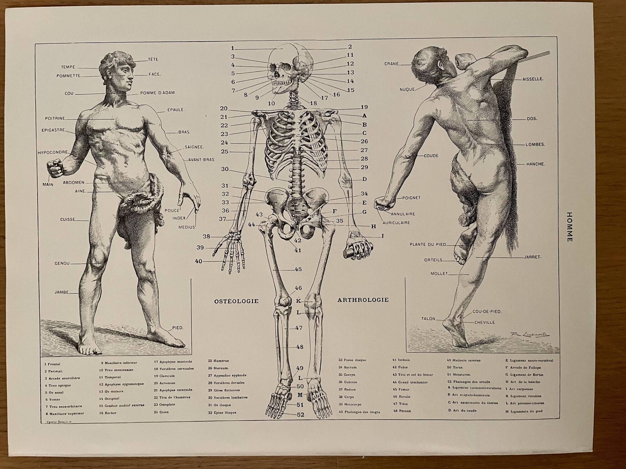 Lithograph engraving on the anatomy of 1928 (human body, skeleton)