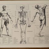 Lithographie gravure sur l'anatomie de 1928 (corps humain, squelette)