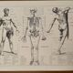 Lithograph engraving on the anatomy of 1928 (human body, skeleton)