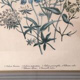 Tableau fleurs sous verre avec cadre en bois