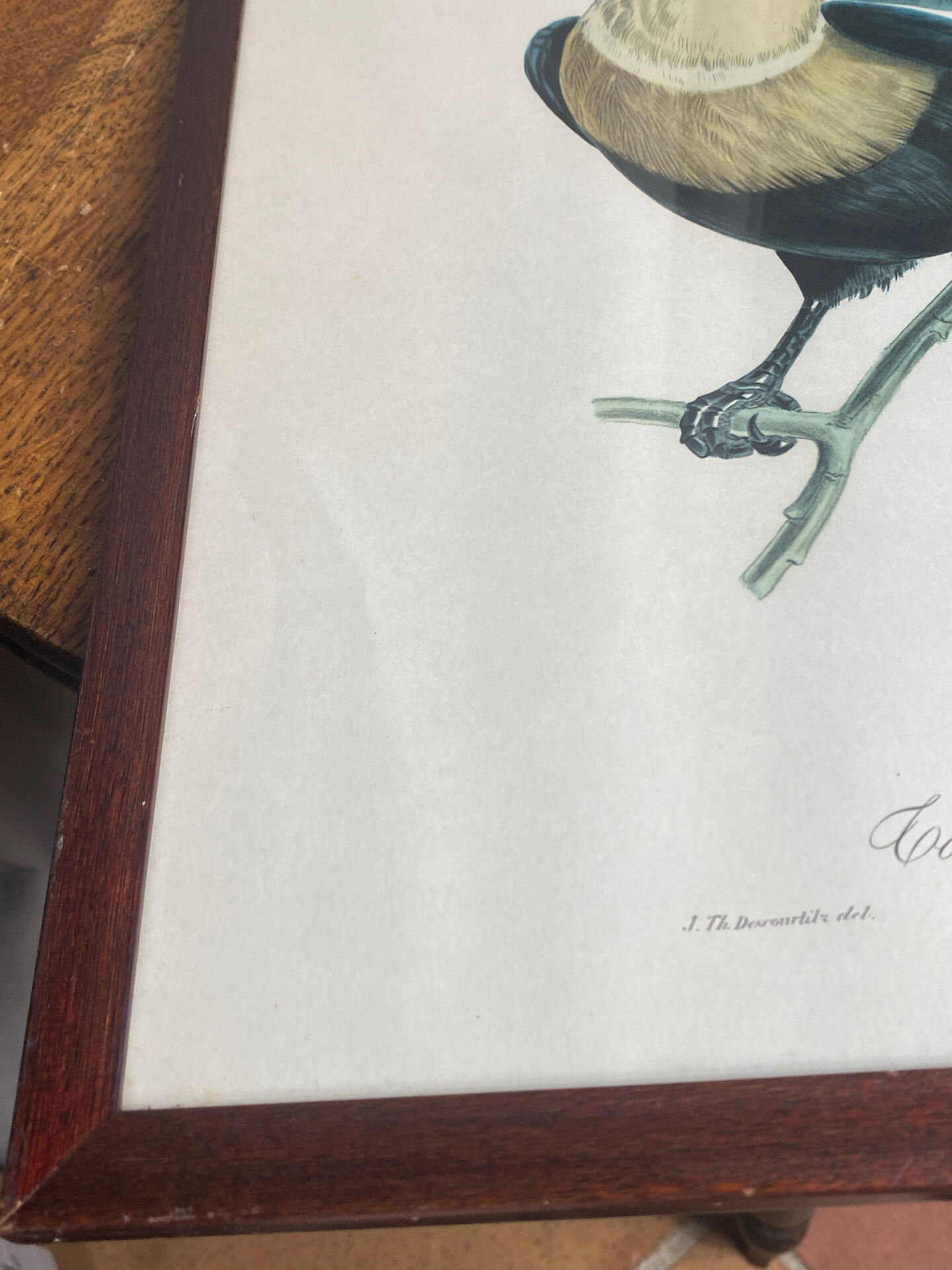 Gravure, Toucan Ariel, Descourtilz