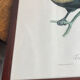 Gravure, Toucan Ariel, Descourtilz