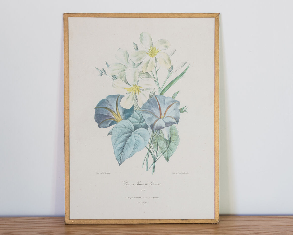 Planche de botanique "Laurier blanc et liserons"