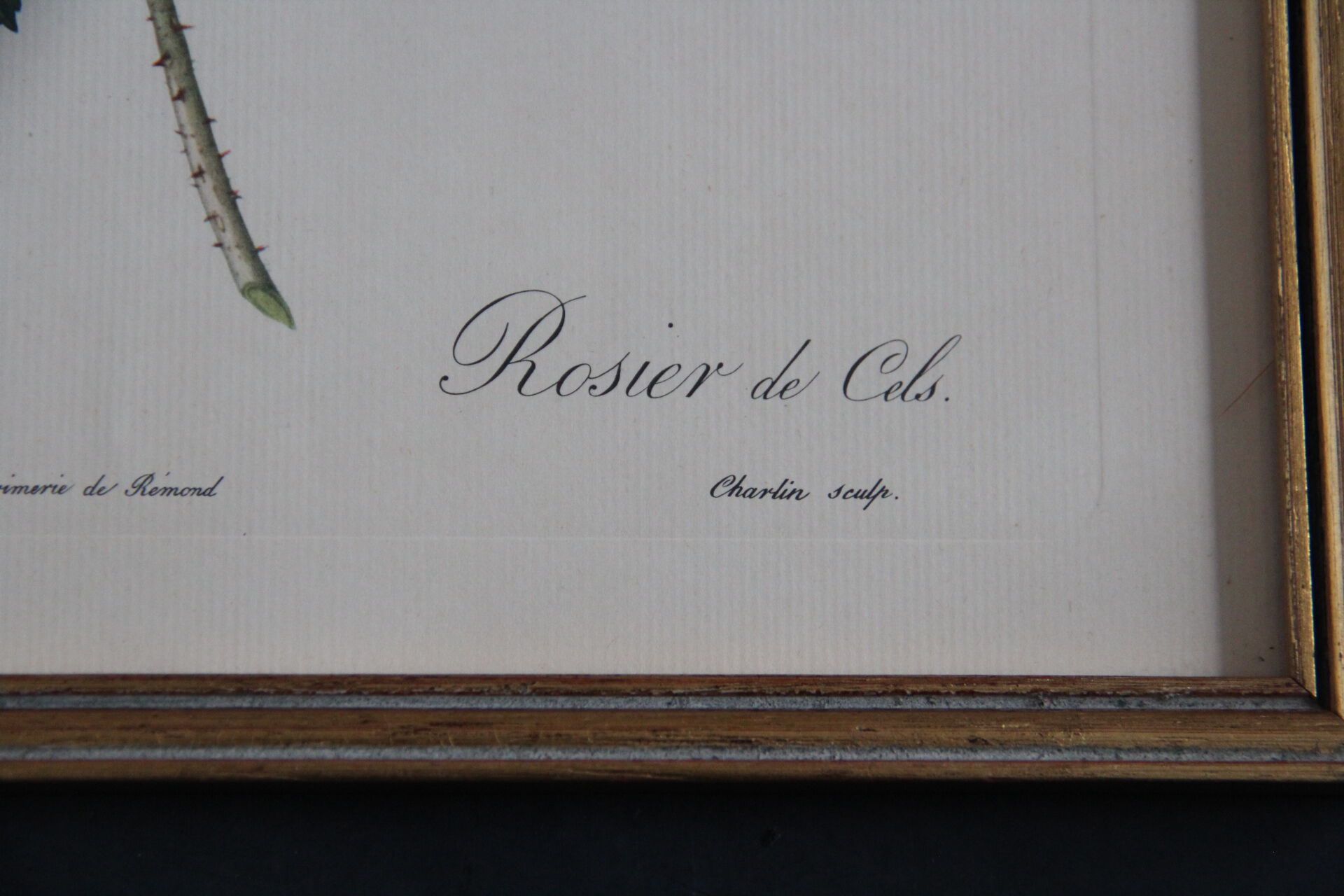 Framed engraving by P.J. Redouté Rosier de Cels