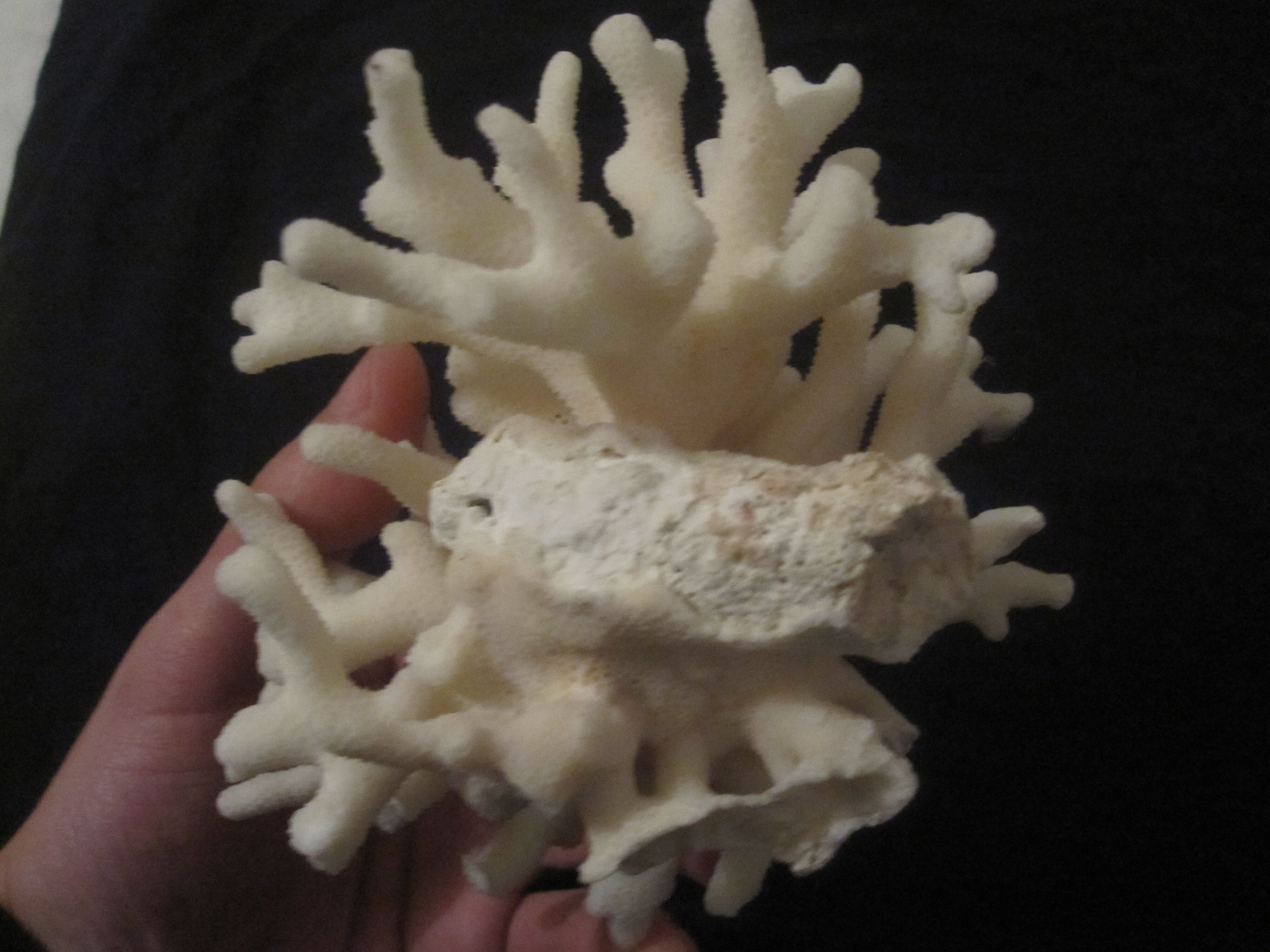 Former shell coral white