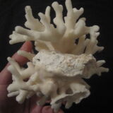 Former shell coral white