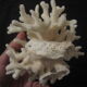 Former shell coral white