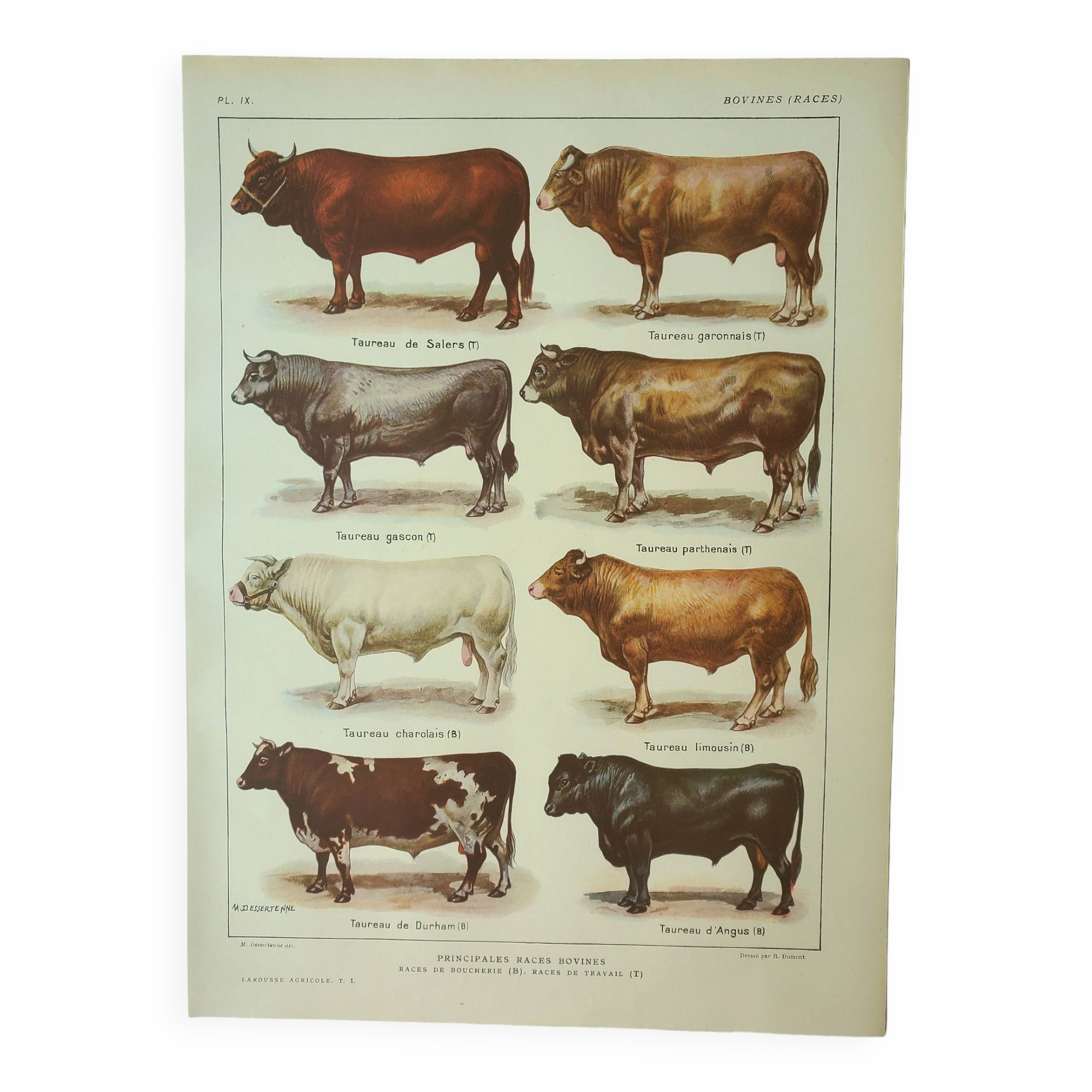 Old engraving 1922, Bull and Cattle, cattle breeds, cow • Lithograph, Original plate