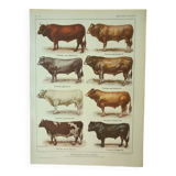 Old engraving 1922, Bull and Cattle, cattle breeds, cow • Lithograph, Original plate