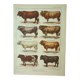 Old engraving 1922, Bull and Cattle, cattle breeds, cow • Lithograph, Original plate