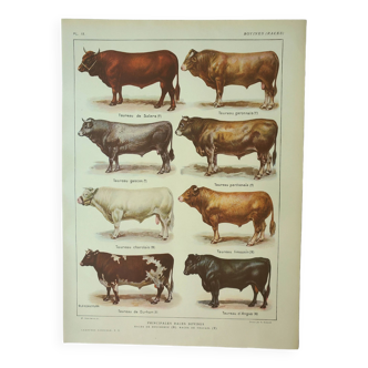 Gravure ancienne 1922, Taureau et Bovin, races bovines, vache • Lithographie, Planche originale
