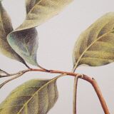 Botanical plate Avocado