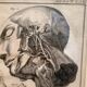 Old Print Engraving 19th Century Framed Anatomy Artery Face Bernard Dixerit