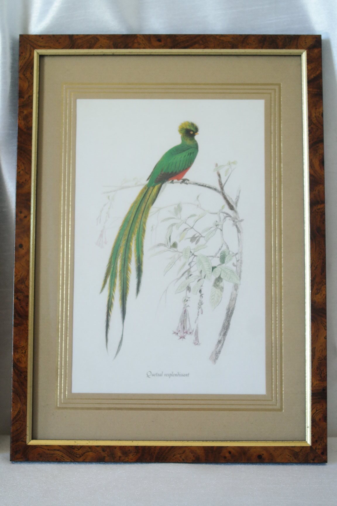 Pair of framed bird engravings