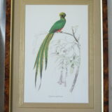 Pair of framed bird engravings