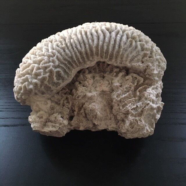 White coral
