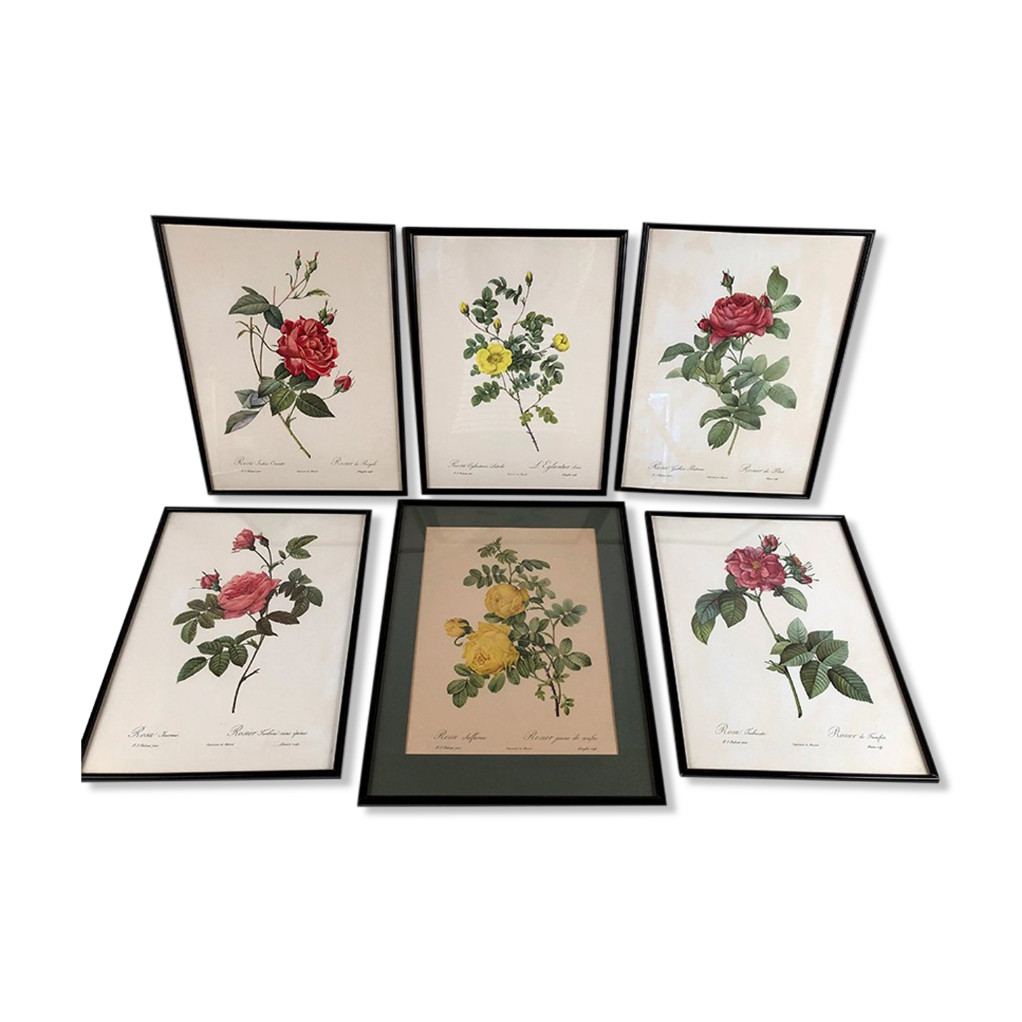 Set of six framed reproductions of roses, illustrations by P.J Dreaded