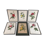 Set of six framed reproductions of roses, illustrations by P.J Dreaded