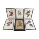 Set of six framed reproductions of roses, illustrations by P.J Dreaded