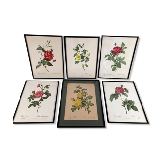 Lot de six reproductions encadrées de roses, illustrations de P.J Redouté