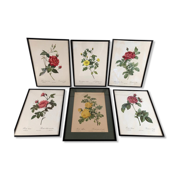Set of six framed reproductions of roses, illustrations by P.J Dreaded