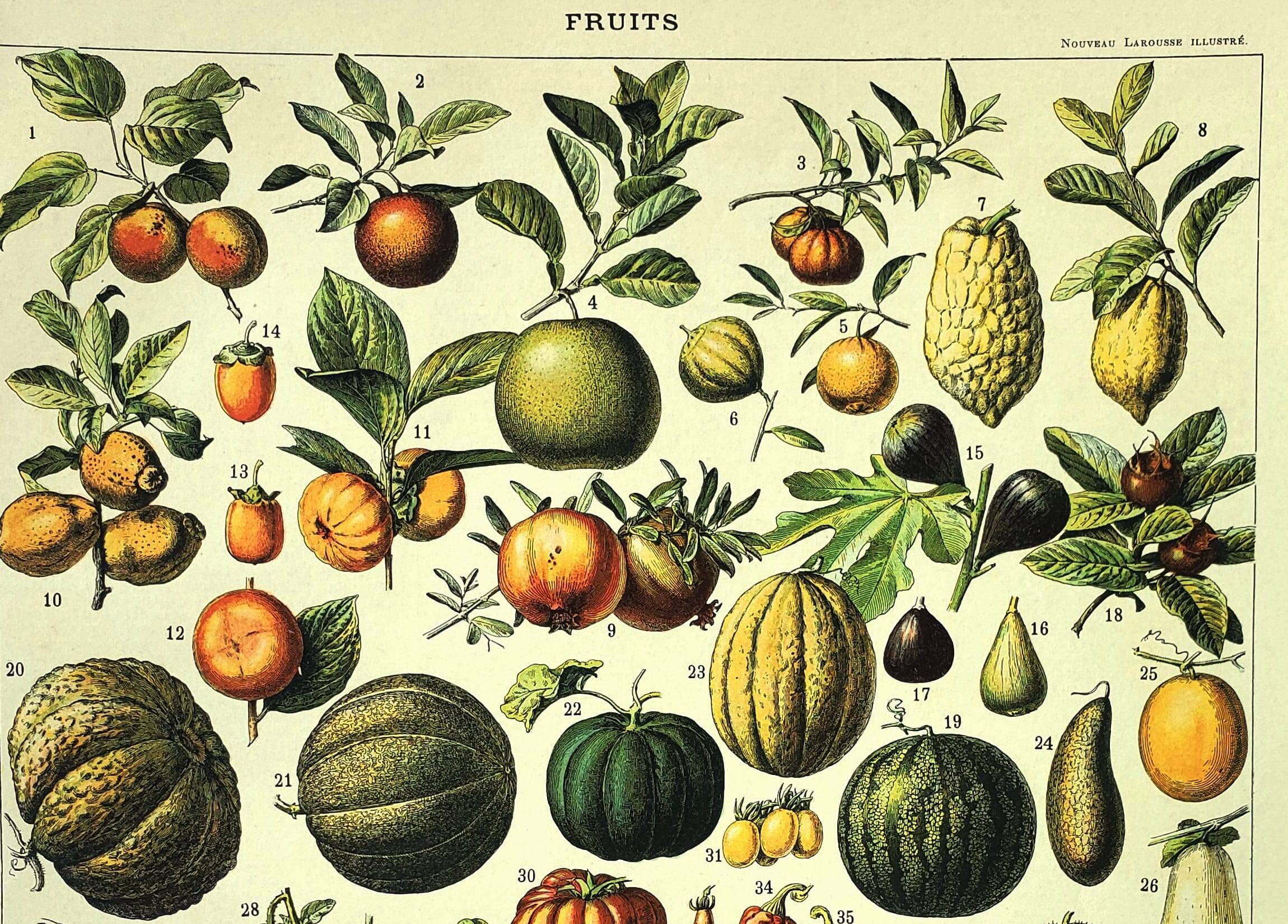 Botanical engraving 1897 A. Millot - Fruits 2, exotic, varieties