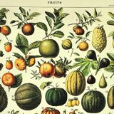 Botanical engraving 1897 A. Millot - Fruits 2, exotic, varieties