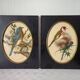 Paire de gravures encadrées oiseaux vintage