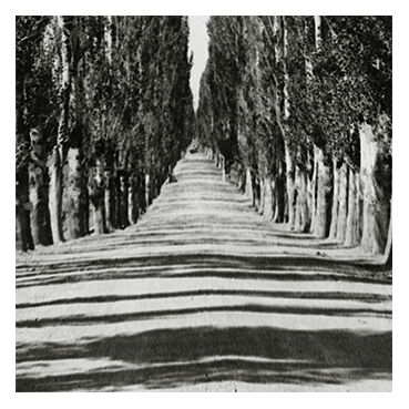 Photographie Route bordée de peupliers, cachemire