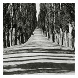 Poplar-lined road, cashmere