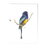 Trogon surrucua - A5