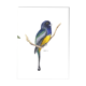 Trogon surrucua