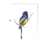 Trogon surrucua