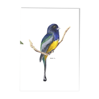 Trogon surrucua - A5
