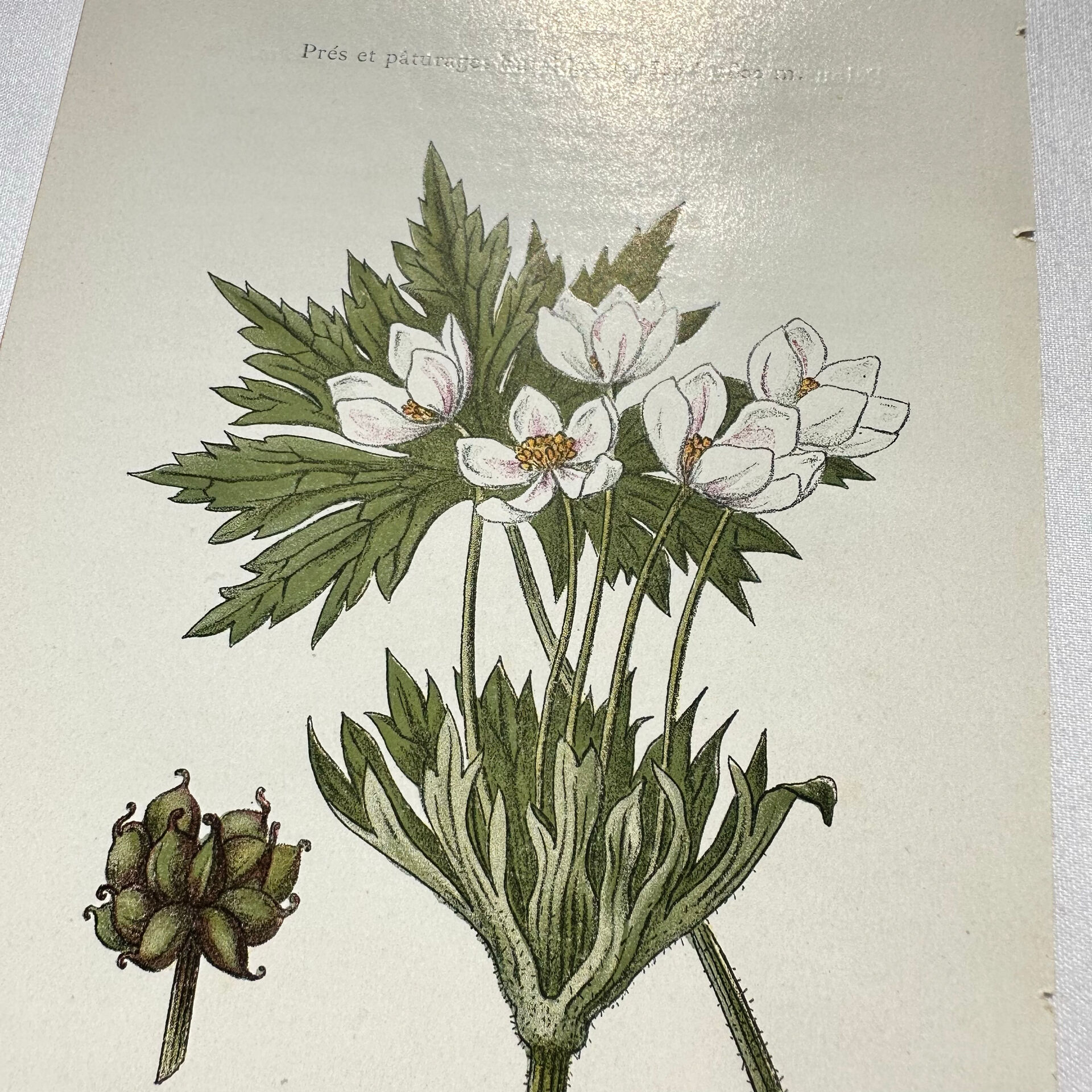Old botanical engraving from the 19th century – Coloured botanical plates