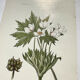 Old botanical engraving from the 19th century – Coloured botanical plates