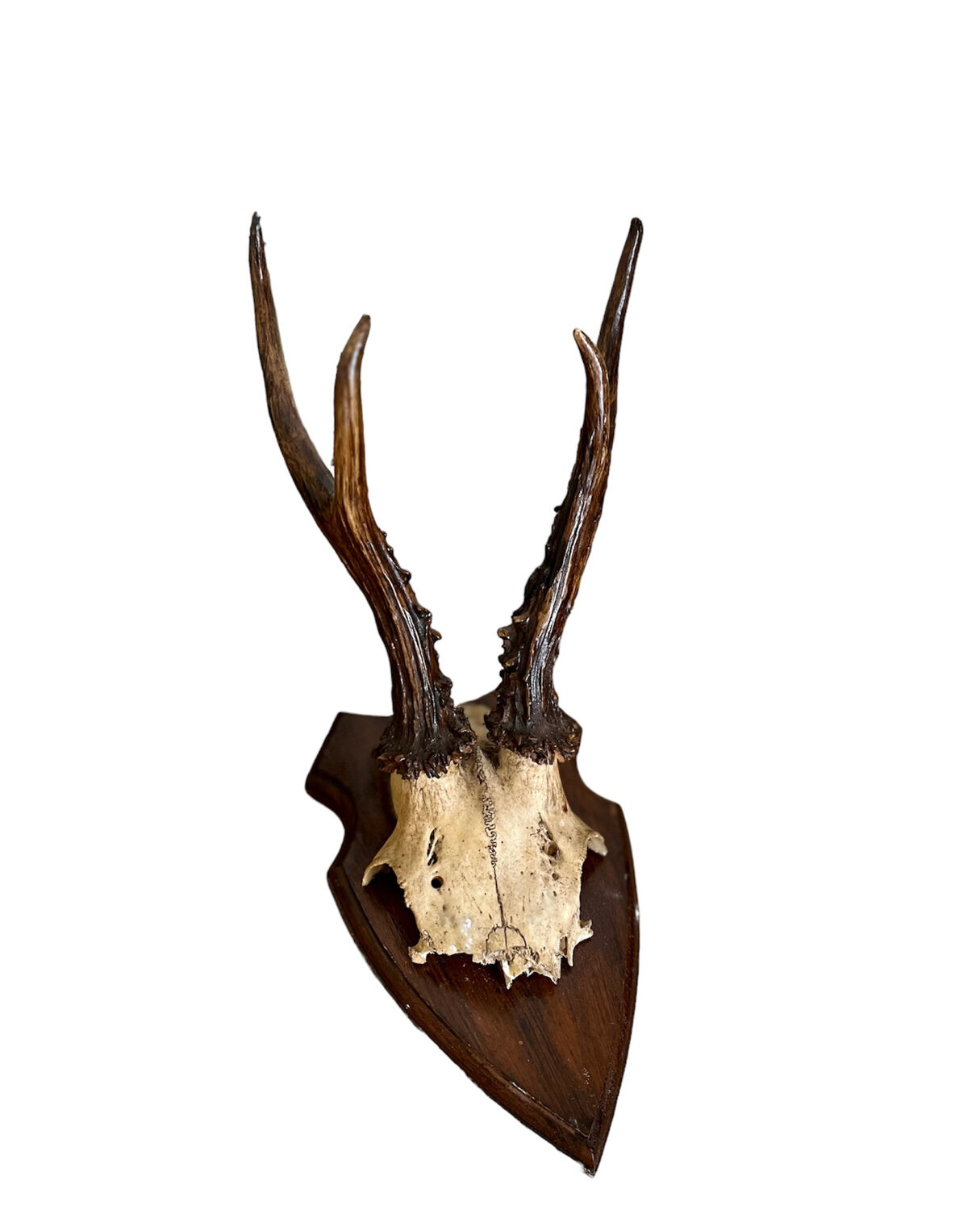 Bois de cerf en trophée vintage