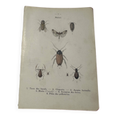 Planche naturaliste insecte France gravure botanique vintage