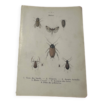 Planche naturaliste insecte France gravure botanique vintage