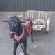 Sulky metal 50s two-seater